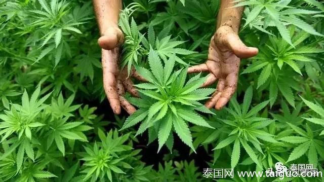 震惊!泰国大麻合法化!就从这个月开始 震惊!泰国大麻合法化!就从这个月开始
