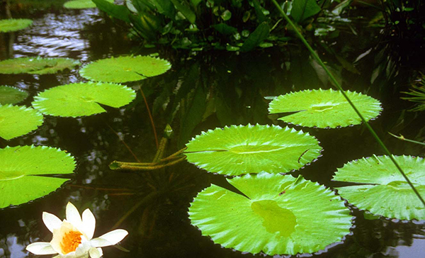 新加坡景点：新加坡植物园