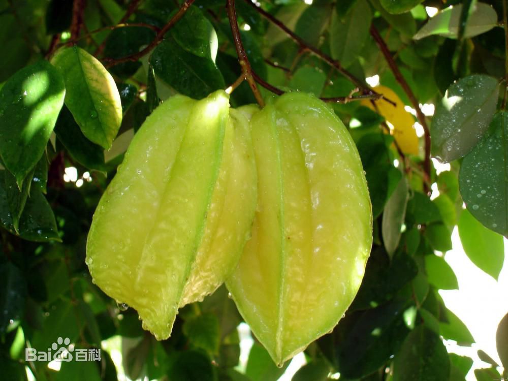 泰国杨桃拉丁学名如何食用吃法 Carambola 
